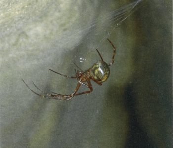 Les Araignées « cavernicoles » de Belgique