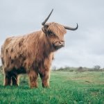 boeuf