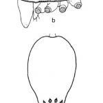 Note sur Porrhomma rosenhaueri (L.Koch, 1872) [Araignée, Linyphiidæ] en Belgique - Ransy M.
