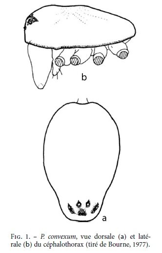 Note sur Porrhomma rosenhaueri (L.Koch, 1872) [Araignée, Linyphiidæ] en Belgique - Ransy M.