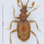 Seconde capture de Tychobythinus glabratus (Rye, 1870) en Belgique