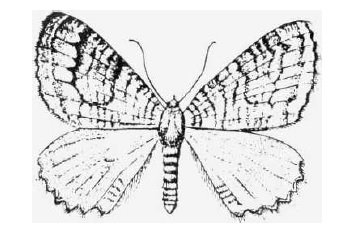 Les papillons dans le monde souterrain - DETHIER M. / DEPASSE J.