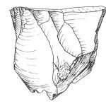 Les gisements rubanés des Grottes d'Engis