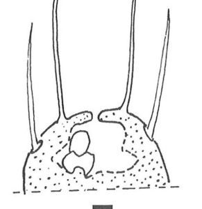 Une nouvelle espèce de Litocampa découverte dans une grotte de Belgique (Diploures Campodeidae) - BARETH C.