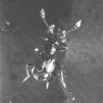 Tychobythinus belgicus Jeannel, 1948