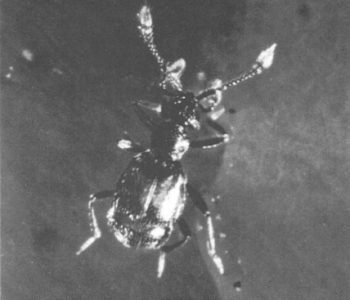 Tychobythinus belgicus Jeannel, 1948