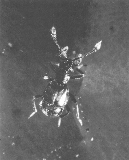 Tychobythinus belgicus Jeannel, 1948