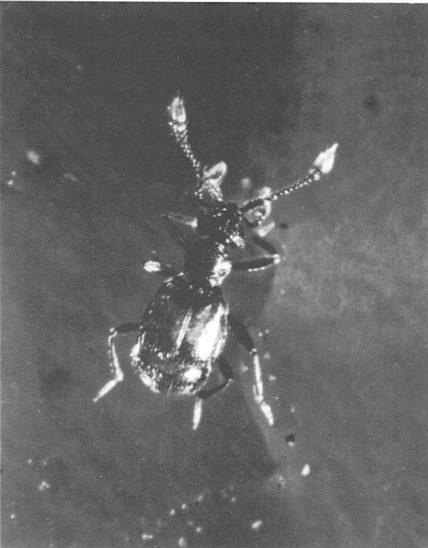 Tychobythinus belgicus Jeannel, 1948